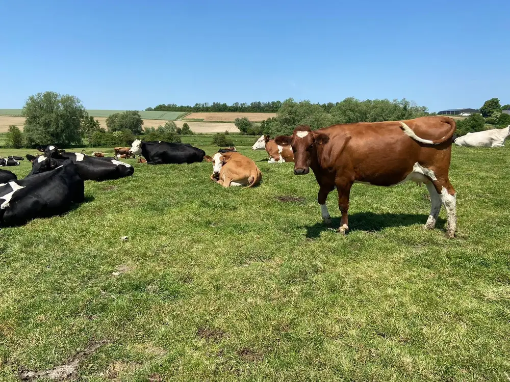 Nos vaches laitières dans les pâturages verdoyants de Loupoigne